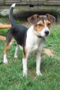 beagle rat terrier